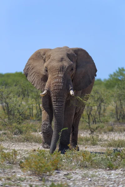Safari slon — Stock fotografie