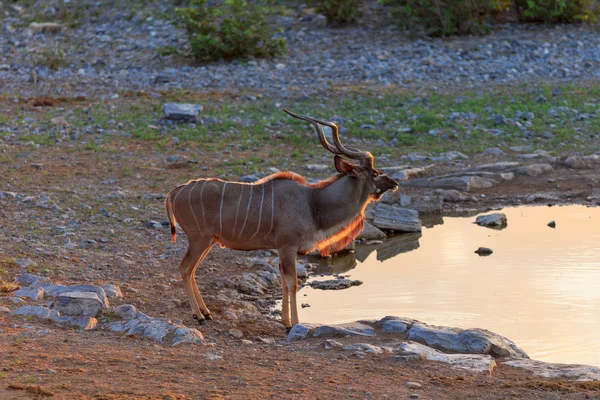 Kudu — Stock fotografie