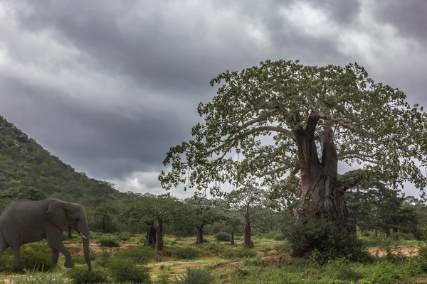 Safari — Stok Foto