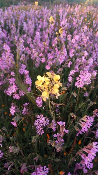 Pembe Çiçekler Fas Kırsal Bölgelerinde Bol Bulunan Güzel Çiçeklerden Biridir — Stok fotoğraf