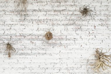 Beyaz tuğla duvar ve bitki