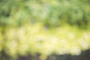 folige yeşil doğal arka plan