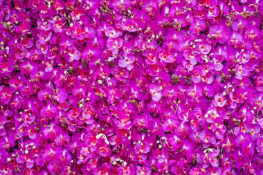 sıcak pembe Gül arka plan