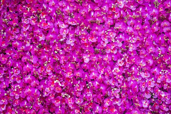 Rosa quente rosa fundo — Fotografia de Stock
