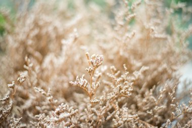 Kuru vintage çiçekler arka plan 