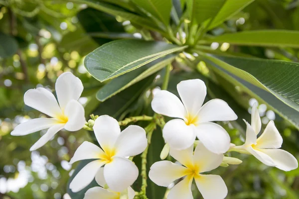 Beautiful white Champa flower Royalty Free Stock Photos