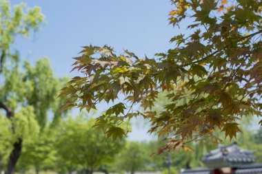 Seoul, Güney Kore - Mayıs 24:Korea ağaçlar City. 24 Mayıs 2016 yılında 