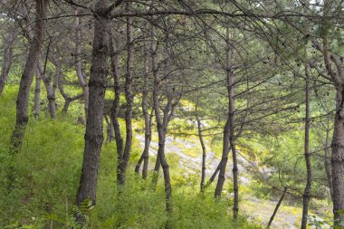 Seoul, Güney Kore - Mayıs 24:Korea ağaçlar City. 24 Mayıs 2016 yılında 