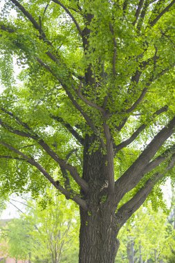 Seoul, Güney Kore - Mayıs 24:Korea ağaçlar City. 24 Mayıs 2016 yılında 