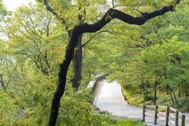 Parkta yürüyüş yolu