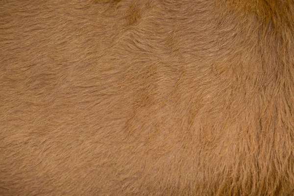 Bella texture sfondo di pelle di mucca — Foto Stock
