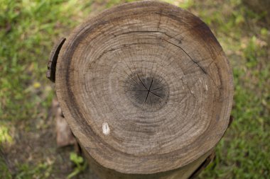 Ağaç halkaları doku arka plan