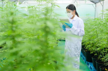 Tıbbi amaçlı esrar tarlası kavramı, kenevir sativası hakkında bilgi toplamak için tablet kullanan bir bilim adamı