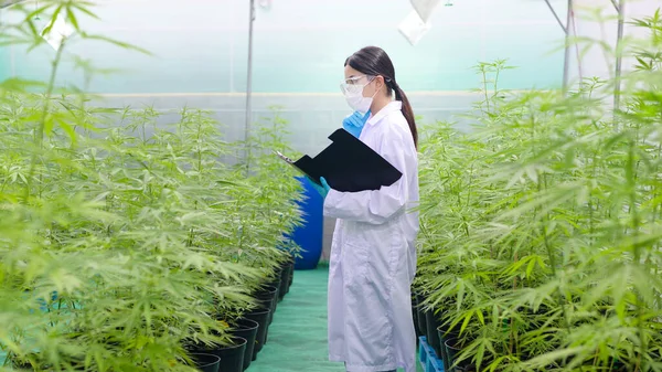 Konzept Der Cannabis Plantage Für Medizinische Zwecke Ein Wissenschaftler Sammelt — Stockfoto