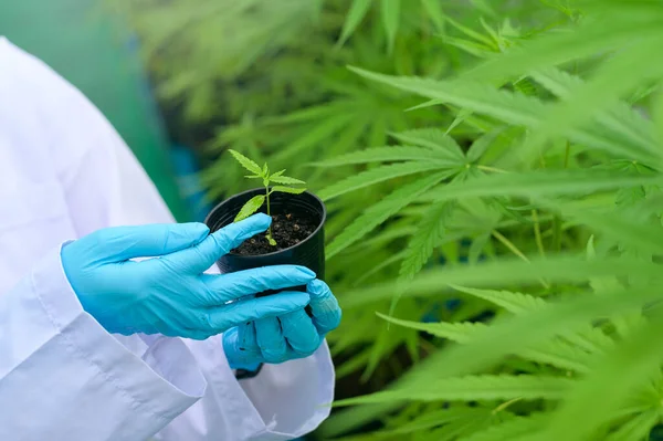 Científico Tiene Plántulas Cannabis Una Granja Legalizada — Foto de Stock