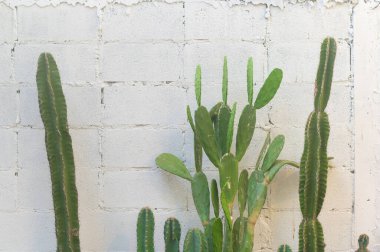 Beyaz tuğla duvar zemininde büyük bir kaktüs