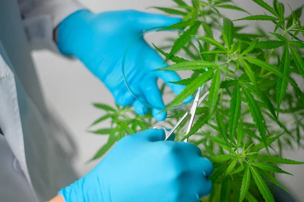 Científico Está Recortando Cannabis Sativa Planificación Concepto Medicina Alternativa — Foto de Stock