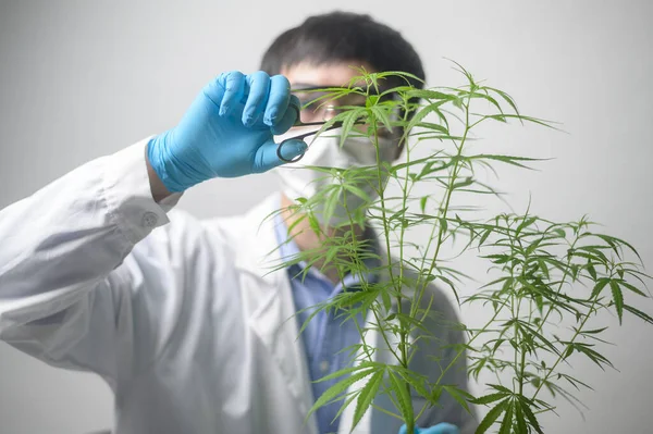 Een Wetenschapper Trimt Cannabis Sativa Naar Planning Alternatieve Geneeskunde Concept — Stockfoto