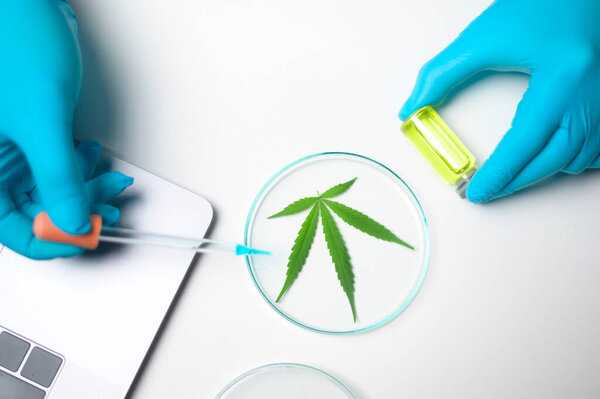 Top view of  a cannabis sativa  leaf in experiment laboratory , hemp plant  for herbal pharmaceutical cbd oil in a laboratory