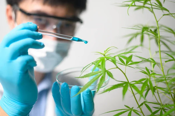 Een Wetenschapper Controleert Analyseert Een Cannabis Sativa Experiment Hennep Plant — Stockfoto