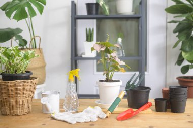 Modern evdeki kapalı bahçe manzarası, bahçe işleri ve hobi konsepti..