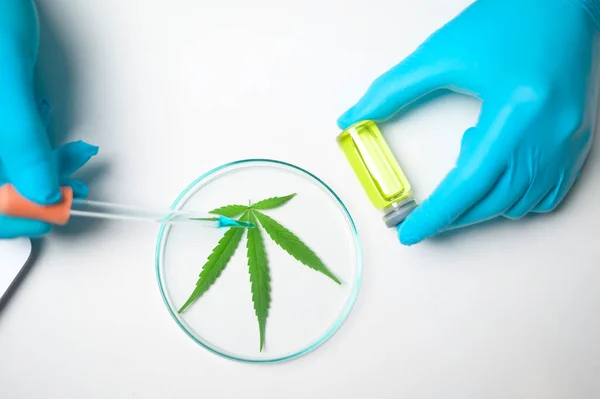 Top view of  a cannabis sativa  leaf in experiment laboratory , hemp plant  for herbal pharmaceutical cbd oil in a laboratory