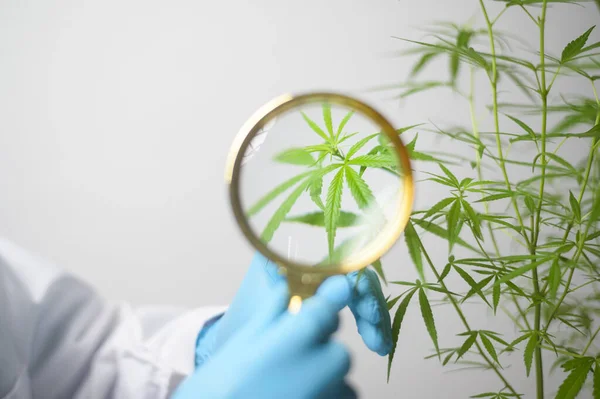 Een Wetenschapper Controleert Analyseert Een Cannabis Sativa Experiment Hennep Plant — Stockfoto