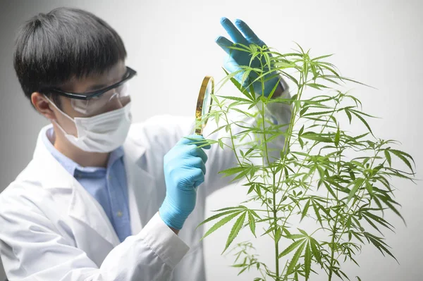 Een Wetenschapper Controleert Analyseert Een Cannabis Sativa Experiment Hennep Plant — Stockfoto