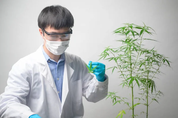Een Wetenschapper Trimt Cannabis Sativa Naar Planning Alternatieve Geneeskunde Concept — Stockfoto