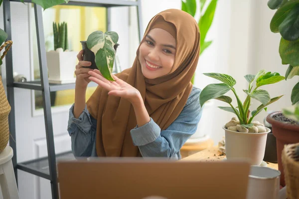 Dizüstü bilgisayarla çalışan genç bir Müslüman kadın girişimci, online konsept satarak evdeki canlı yayın sırasında ev bitkilerini sunuyor