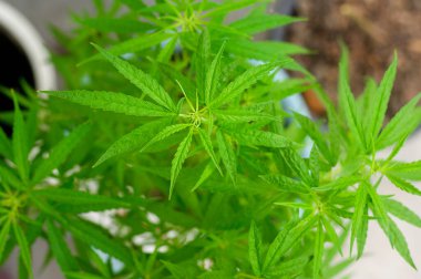 Kenevir tarlasında kenevir yağı için kenevir arkaplanının yeşil yaprakları