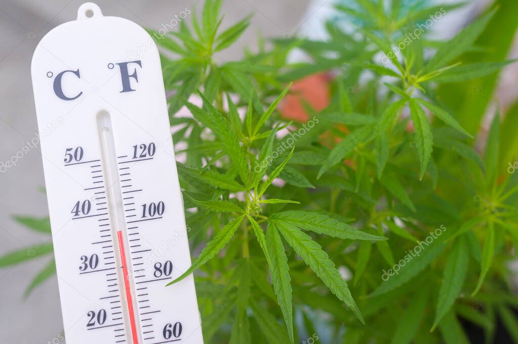 Thermometer shows the temperature on cannabis plants background 