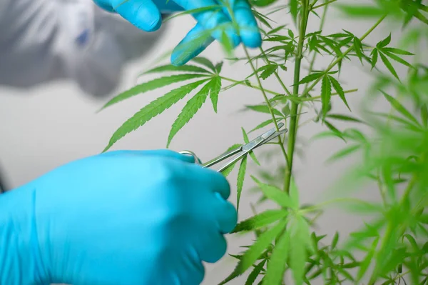 Científico Está Recortando Cannabis Sativa Planificación Concepto Medicina Alternativa — Foto de Stock