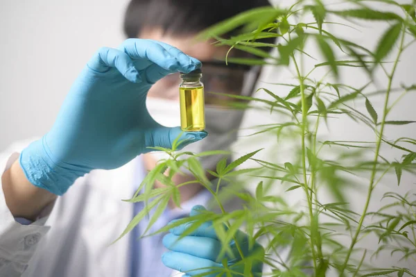 Een Wetenschapper Controleert Analyseert Een Cannabis Sativa Experiment Hennep Plant — Stockfoto
