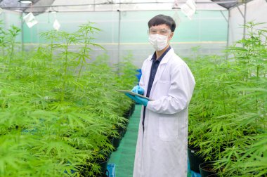 Tıbbi amaçlı esrar tarlası kavramı, kenevir sativası hakkında bilgi toplamak için tablet kullanan bir bilim adamı