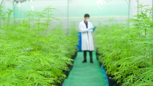 Konzept Der Cannabis Plantage Für Medizinische Zwecke Ein Wissenschaftler Verwendet — Stockfoto