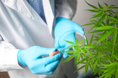 A scientist is checking and analyzing a cannabis sativa experiment , hemp plant  for herbal pharmaceutical cbd oil in a laboratory clipart