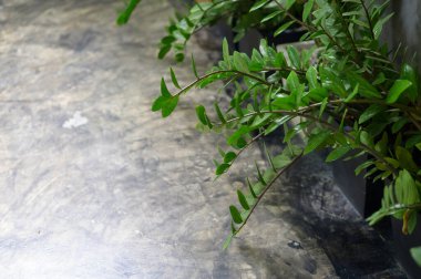 Doğal bitkilerle modern arka bahçe 