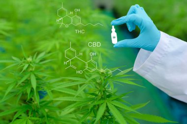 Tıbbi amaçlı kenevir tarlası kavramı, kenevir sativa çiftliği üzerinde test tüpü tutan bir bilim adamı.