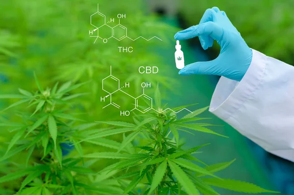 Concepto Plantación Cannabis Para Uso Médico Científico Que Sostiene Tubo — Foto de Stock