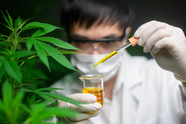 Een Wetenschapper Controleert Analyseert Een Cannabisexperiment Met Een Bekerglas Cbd — Stockfoto