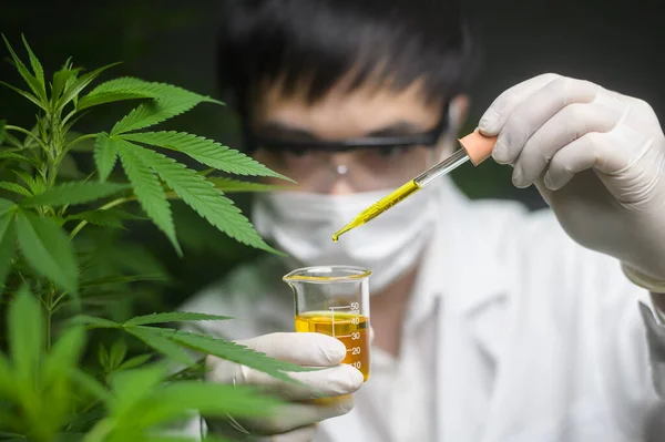 Konopí a jeho využití v medicíně