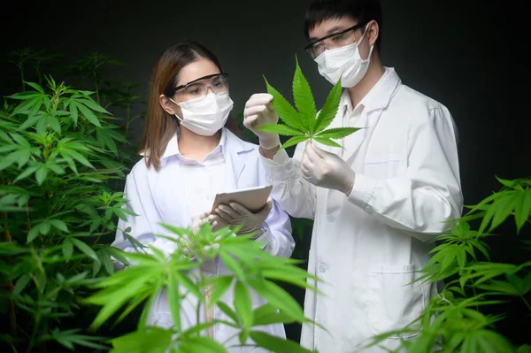 Concept Van Cannabisplantage Voor Medische Doeleinden Een Wetenschapper Met Een — Stockfoto