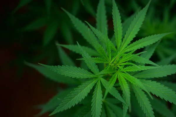Cannabisblad Plant Die Groeit Een Hennepkwekerij Medisch Biologisch Concept — Stockfoto