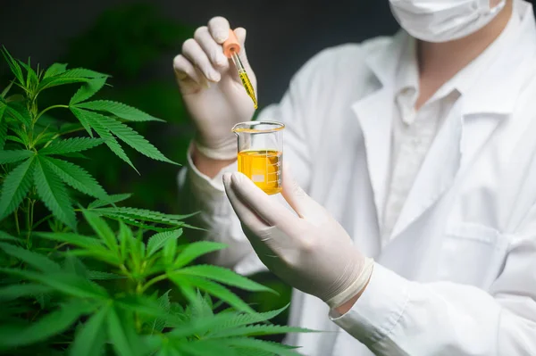 Científico Está Revisando Analizando Experimento Cannabis Sosteniendo Vaso Aceite Cbd — Foto de Stock