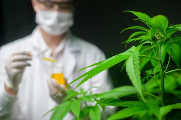 Scientist Checking Analyzing Cannabis Experiment Holding Beaker Cbd Oil Laboratory — Stock Photo, Image