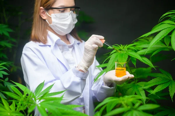 Een Wetenschapper Controleert Analyseert Een Cannabisexperiment Met Een Bekerglas Cbd — Stockfoto
