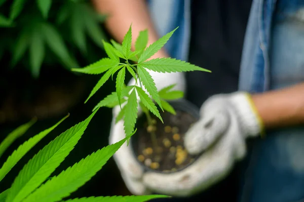 Farmer Holding Cannabis Seedlings Legalized Farm — Stock Photo, Image