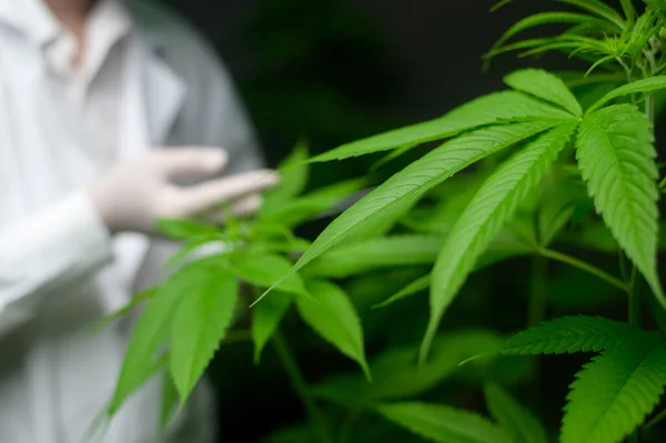 Konzept Der Cannabis Plantage Für Medizinische Zwecke Ein Wissenschaftler Verwendet — Stockfoto