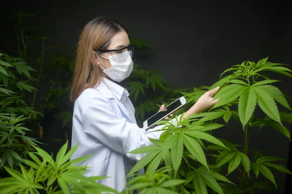 Concept Van Cannabisplantage Voor Medische Doeleinden Een Wetenschapper Die Tabletten — Stockfoto